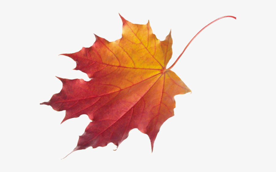 Autumn Leaf Transparent Background, Transparent Clipart