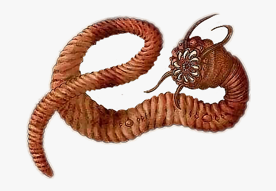 Transparent Earthworm Clipart - Mongolian Death Worm, Transparent Clipart