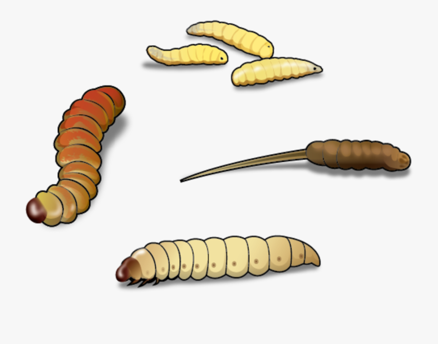 Worms Clipart Mealworm - Wax Worm Clip Art, Transparent Clipart