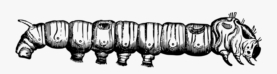 Drawing Of A Silk Worm, Transparent Clipart