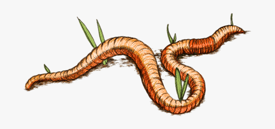 Worms Transparent Background Free - Earth Worm Clipart, Transparent Clipart