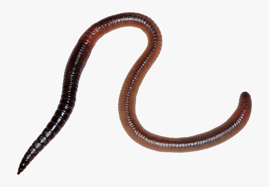 Earthworm Worm Png - Earthworm Png, Transparent Clipart