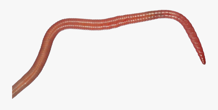 Earthworm Worm Png - Plot, Transparent Clipart