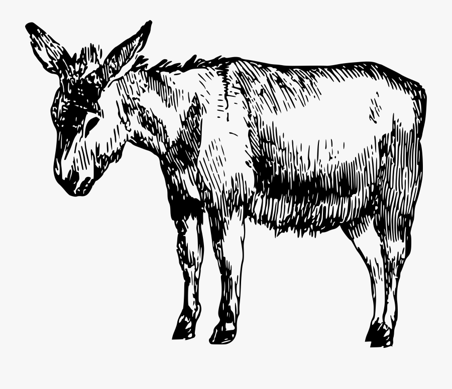 Donkey,art,livestock, Transparent Clipart