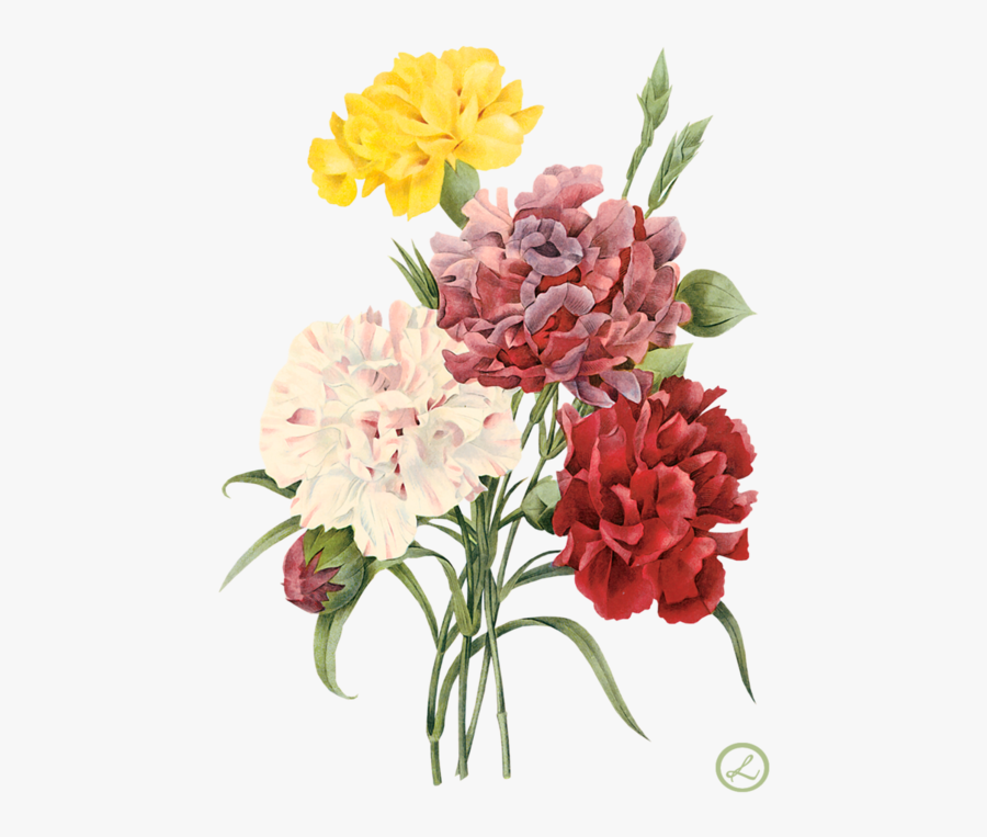 Envelope Drawing Carnation Flower, Transparent Clipart