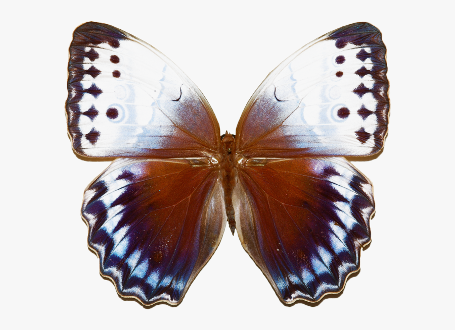 Jungle Clipart Butterfly, Transparent Clipart