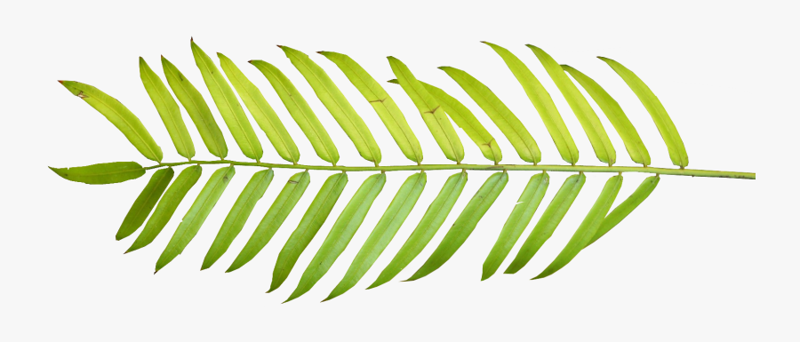 Palm Tree 01 Clipart - Tropical Leaves Png Watercolor, Transparent Clipart