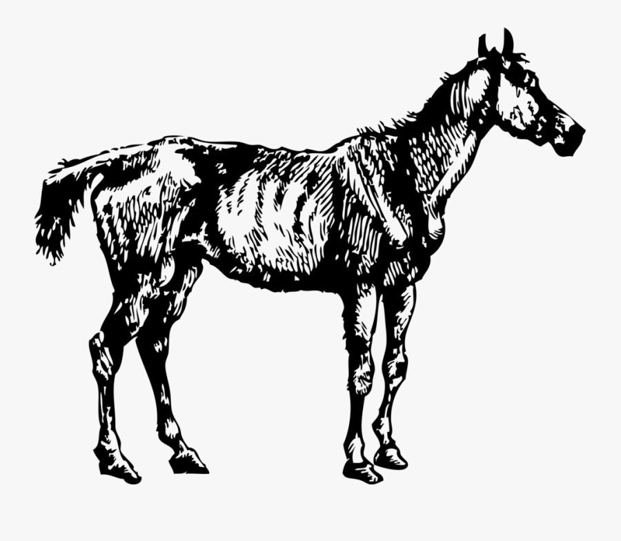 Horse Free Stock Photo - Old Nag, Transparent Clipart