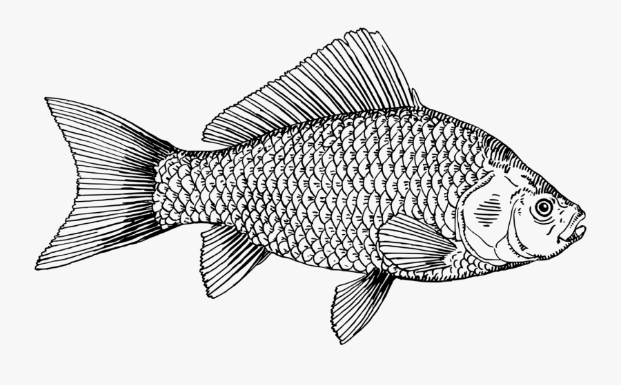 Download Line Art,tilapia,perch - Tilapia Gold Fish Vector , Free ...