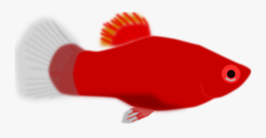 Fish,red,aquarium - Red Fish Clip Art, Transparent Clipart