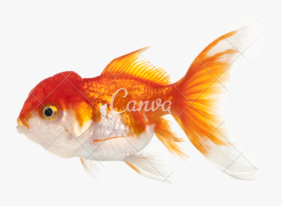 Clip Art Lionhead Fish - Goldfish Side View, Transparent Clipart