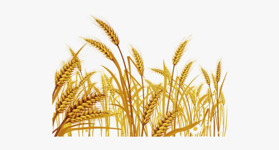 Wheat Malt Clipart Grass Free Transparent Png - New Jerusalem Heavenly ...