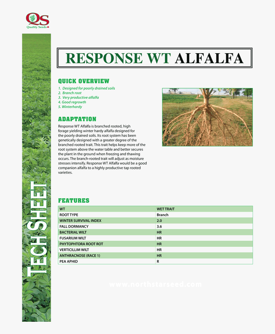 Transparent Alfalfa Clipart - Alfalfa, Transparent Clipart
