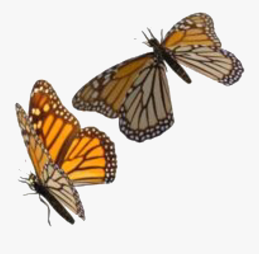 Orange Beige Polyvore Moodboard Filler Butterfly Orange - Transparent Background Butterfly Swarm, Transparent Clipart