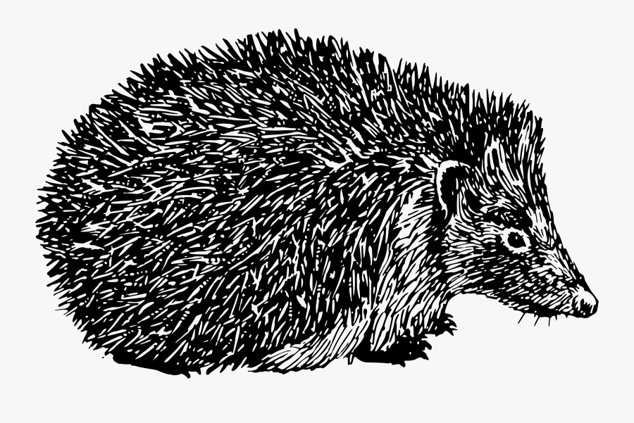 European Hedgehog Black And White, Transparent Clipart