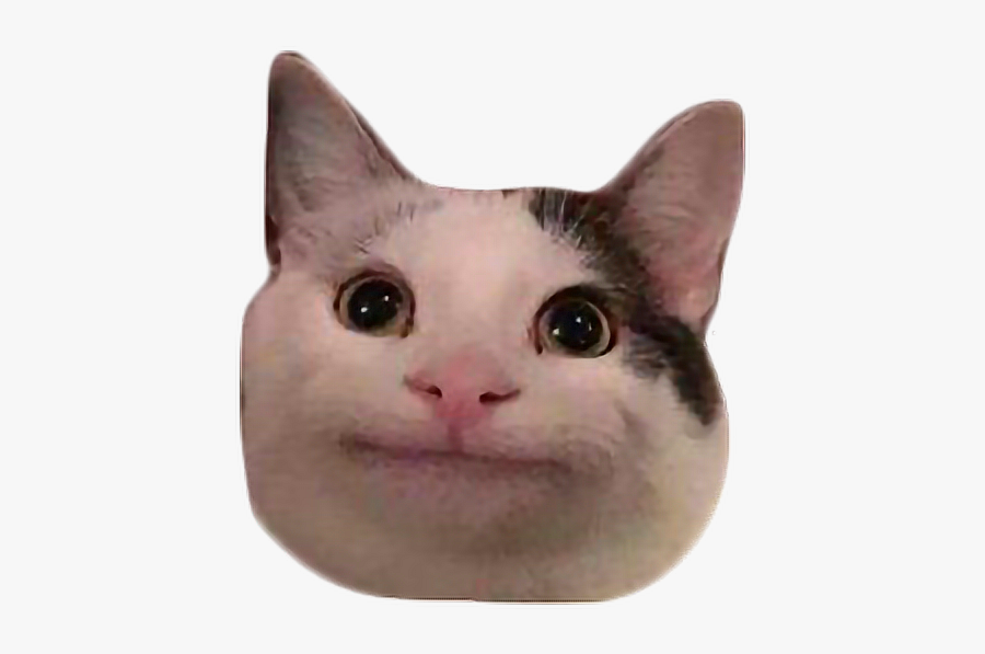 #meme #cat #polite #discord #freetoedit - Transparent ...