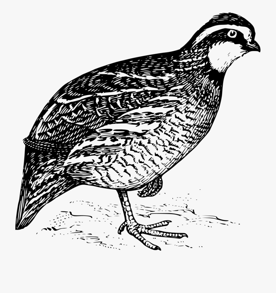 Bobwhite - Quail Clipart Black And White, Transparent Clipart