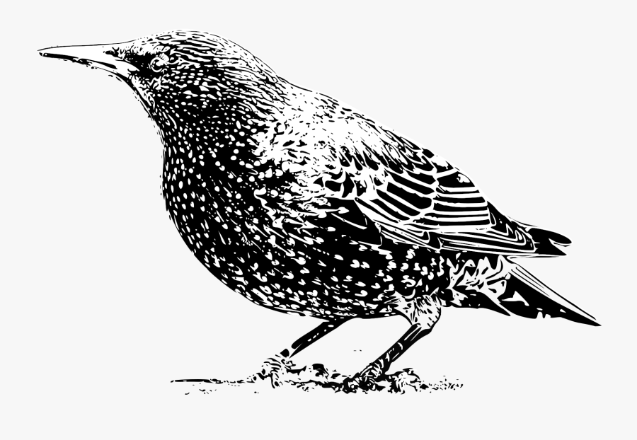 Starling B W Big - European Starling Black And White, Transparent Clipart