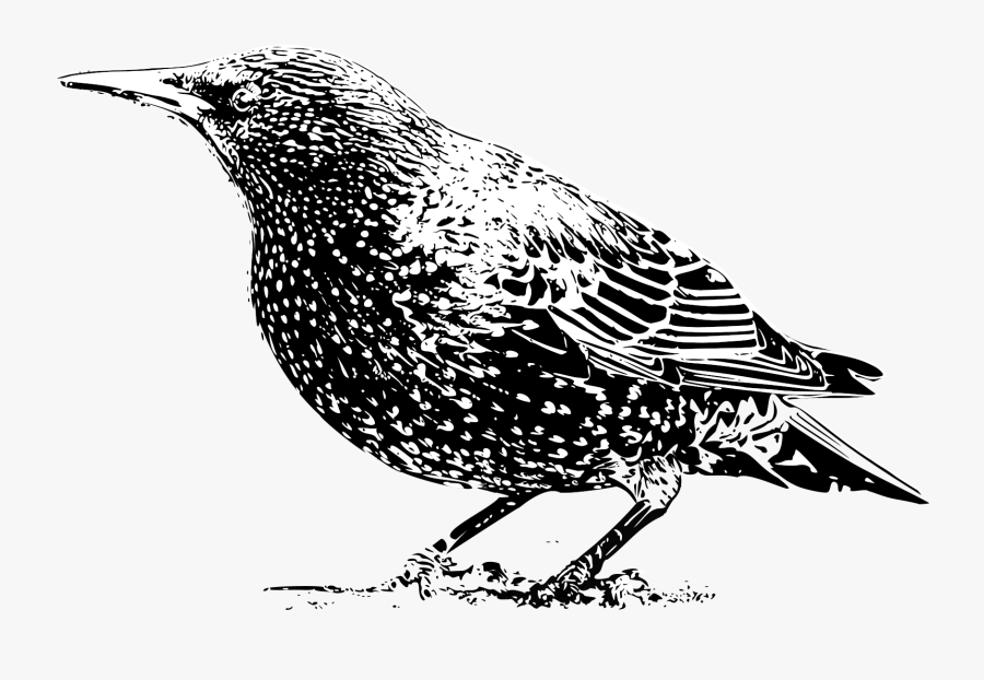 Starling B W Big - European Starling Black And White , Free Transparent ...