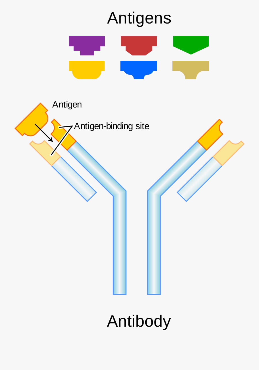 Immune System Clipart , Free Transparent Clipart - ClipartKey