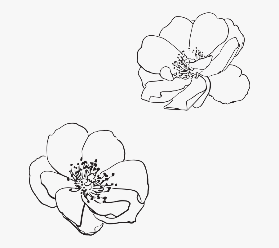Transparent Wildflowers Png - Flower Outline Vector Png ...