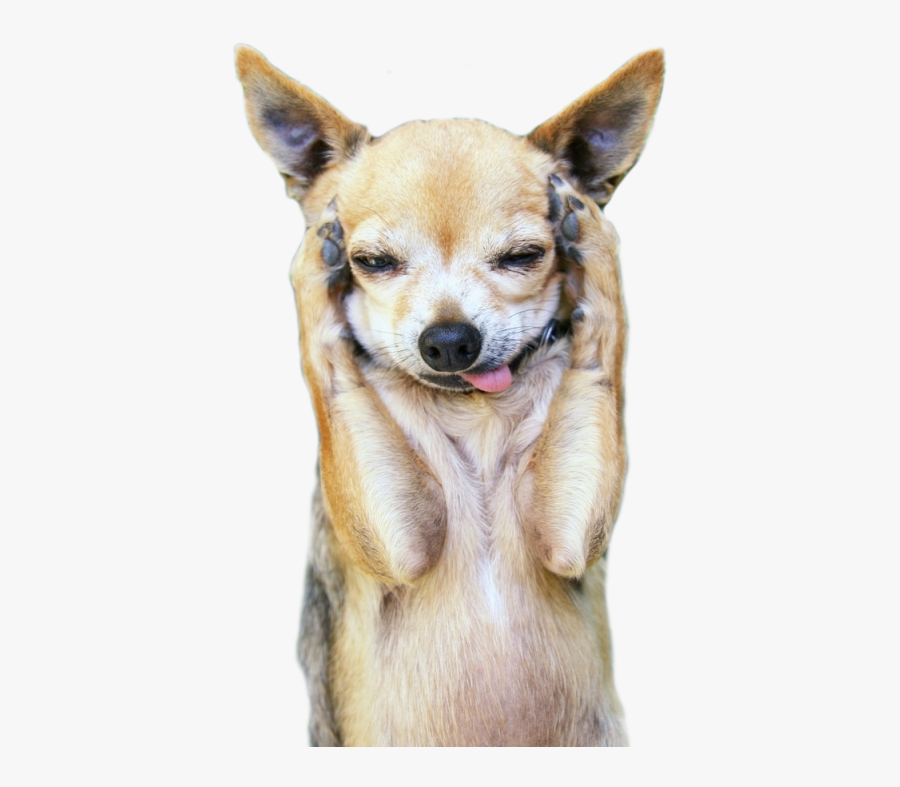 Chihuahua On Its Back, Transparent Clipart