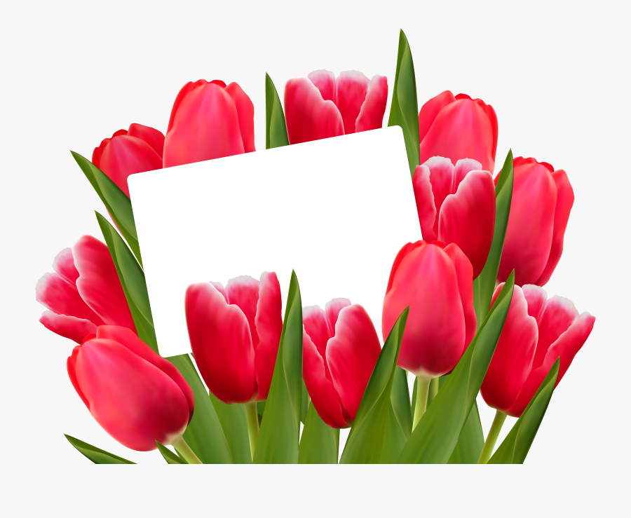 Transparent Tulips Png - Red Tulips Transparent, Transparent Clipart