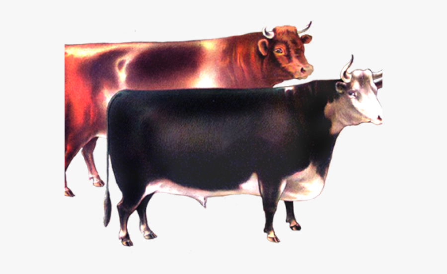 Victorian Animal Cliparts - Dairy Cow, Transparent Clipart