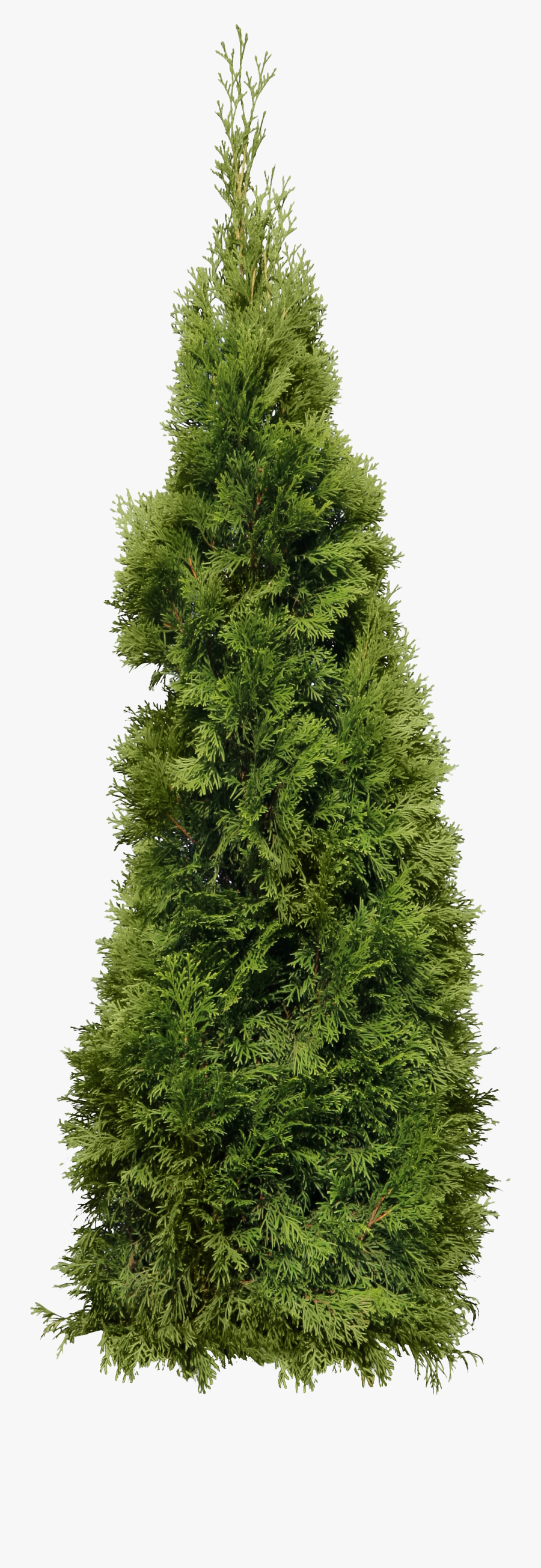 Green Big Fir-tree Png Image - Cypress Png, Transparent Clipart