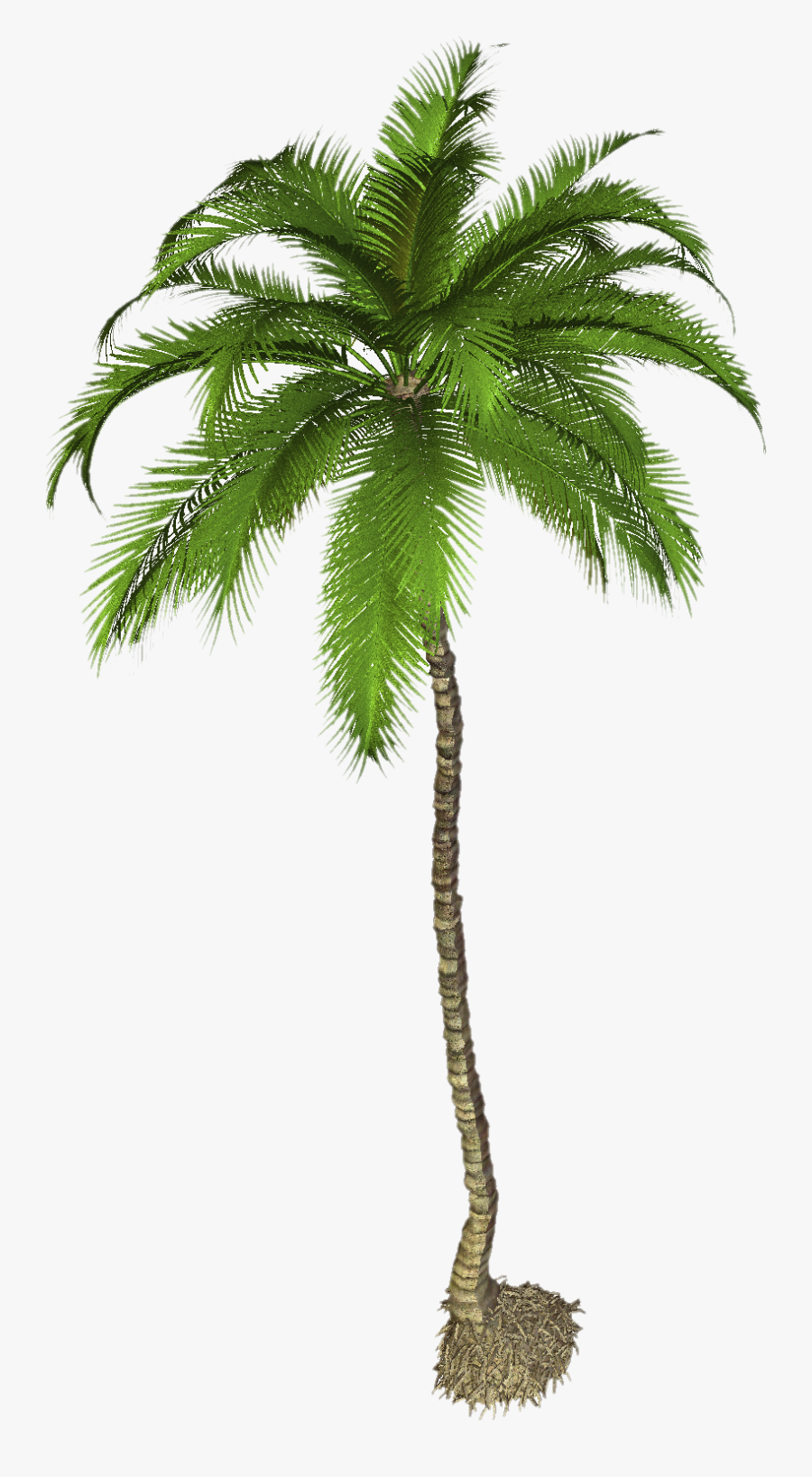 Palm Tree High Resolution, Transparent Clipart