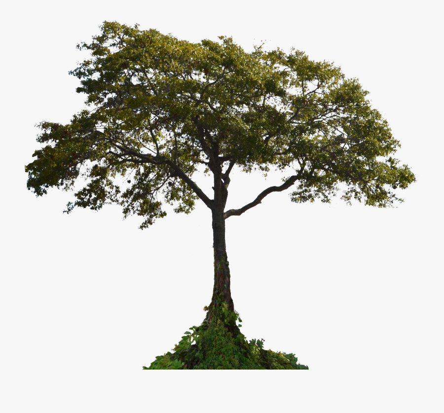 Transparent Landscaping Clipart Tree - Transparent Background Tree Png, Transparent Clipart