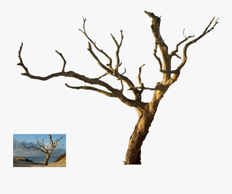 Dead Tree Clipart Tree Trunk - Dead Tree Branch Png, Transparent Clipart