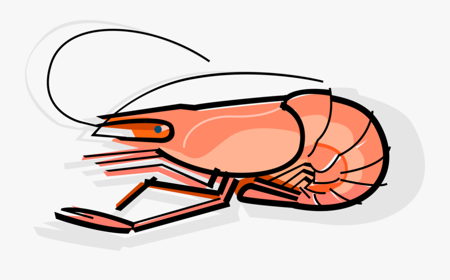 Vector Illustration Of Cooked Decapod Crustacean Prawn, Transparent Clipart