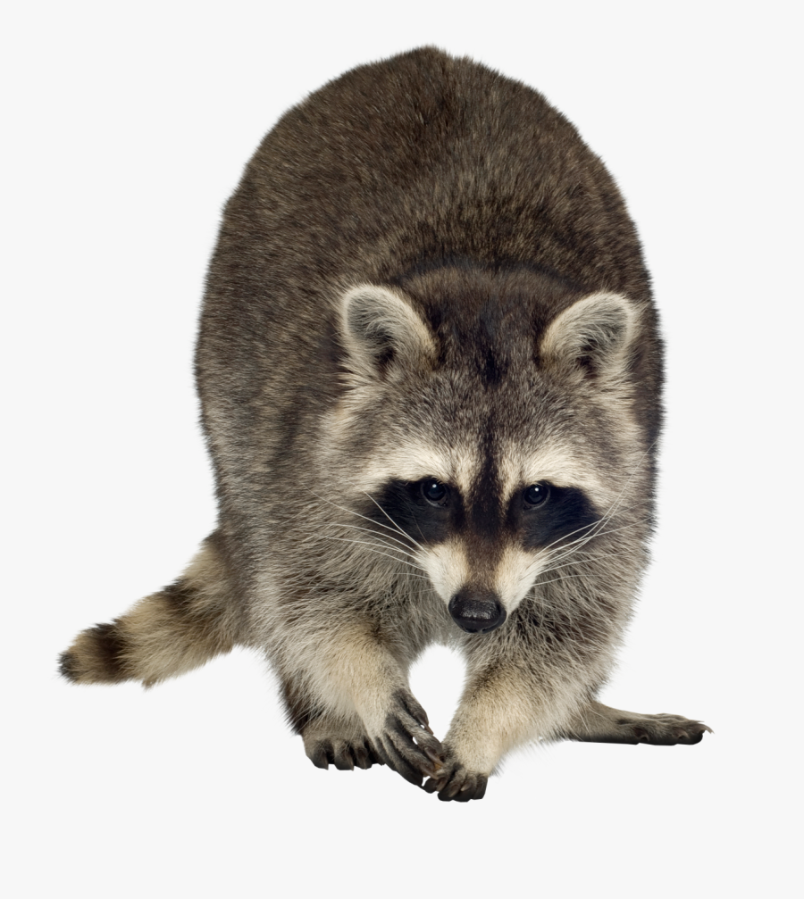 Clip Art Raccoon Images Free - Biological Limits Of Conditioning, Transparent Clipart