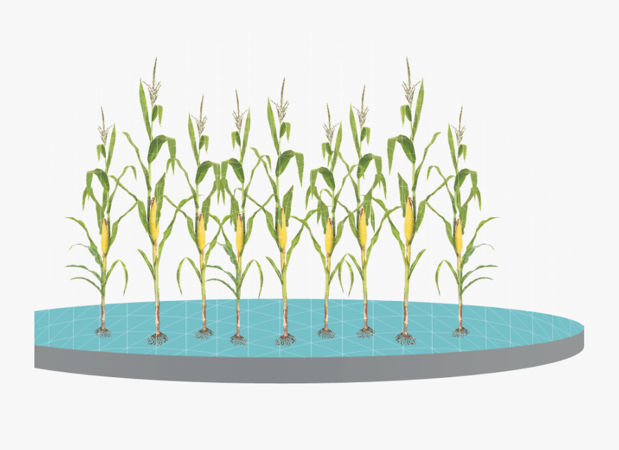 Control Weeds With Glyphosate Applications Grass - Grass, Transparent Clipart