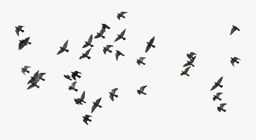 #mq #bird #birds #flying #fly #heaven #nature #animal - Birds Flying Vector Png, Transparent Clipart