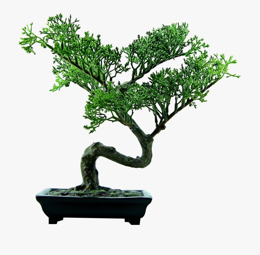 Bonsai Tree Png Image - Eat Plants For A Living Moving, Transparent Clipart