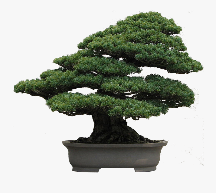 Clip Art Japanese Black Pine Bonsai - Evergreen Bonsai Tree, Transparent Clipart