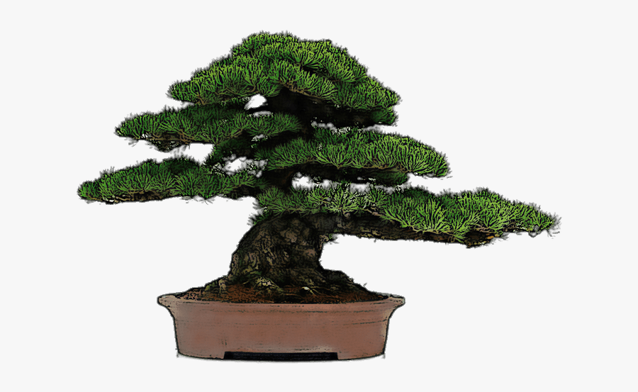 Bonsai Drawing - Bonsai Carbonero, Transparent Clipart