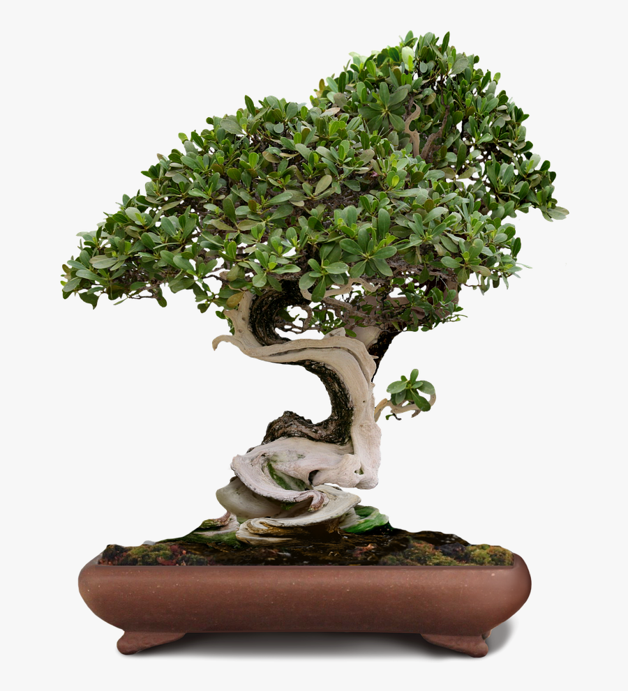 Bonsai Bonsai Tree Green Tree Png Image - Bonsai Tree Transparent Background, Transparent Clipart