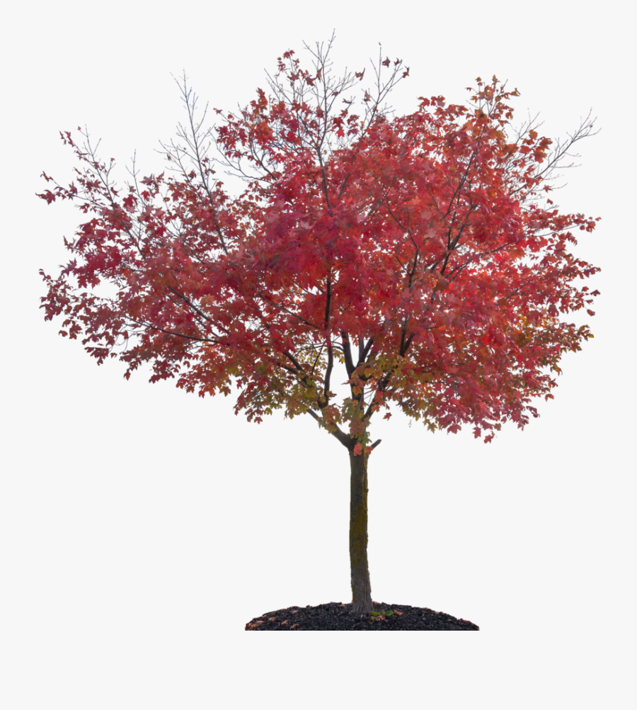 Autumn Trees Png - Japanese Maple Tree Png , Free Transparent Clipart