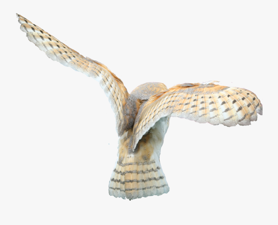 Barn Owl Flying Png Transparent, Transparent Clipart