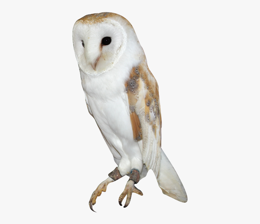Barn Owl Png Background Image - Barn Owl Png, Transparent Clipart