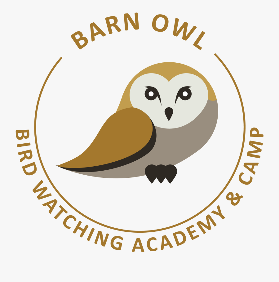 Barn Owl, Transparent Clipart