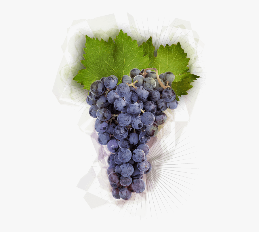 Pinot Noir Grapes - Pinot Noir, Transparent Clipart