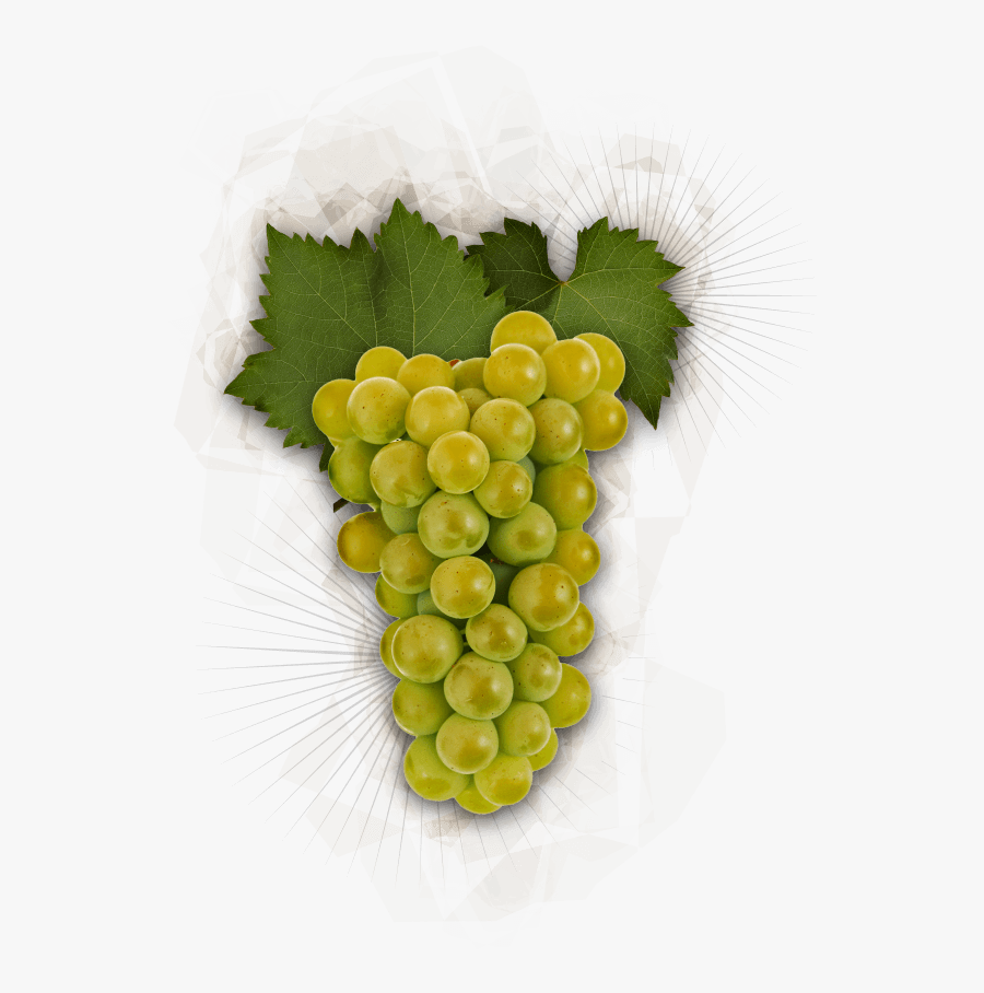 Chardonnay Grapes - Chardonnay Grapes Transparent Background, Transparent Clipart