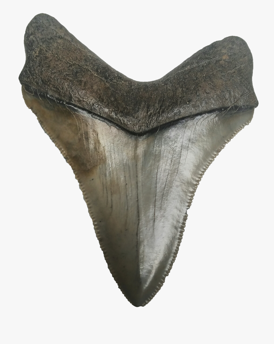 Megalodon Tooth Clear Background, Transparent Clipart