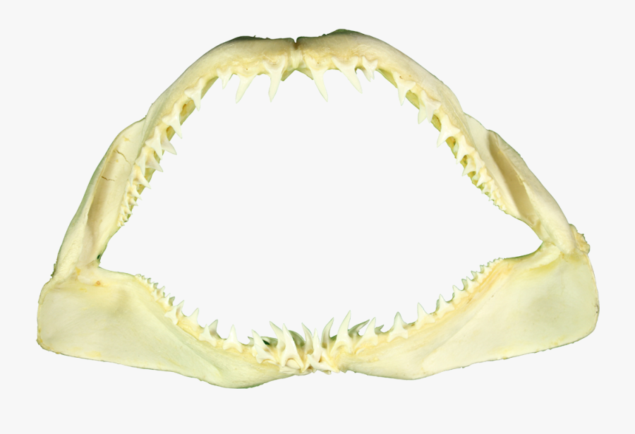Shark Teeth Png - Mako Shark Jaw, Transparent Clipart