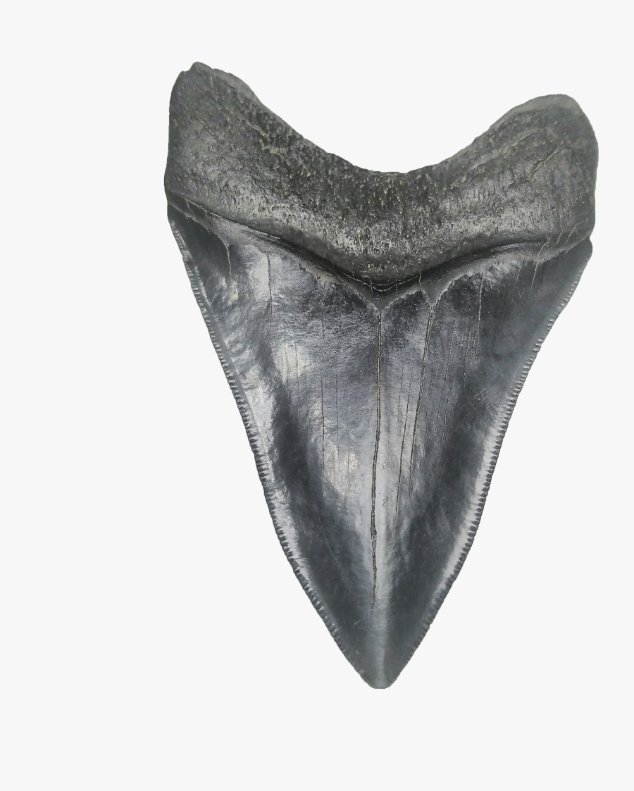 Drawn Teeth Megalodon Jaw - Megalodon Tooth, Transparent Clipart