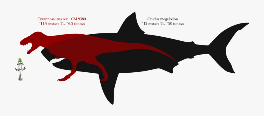 Shark Tooth Megalodon Tyrannosaurus Great White Shark - Spinosaurus Vs Megalodon Size, Transparent Clipart